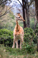 Rothschild giraffe, giraffa camelopardalis rothschildi, standing in a clearing at a giraffe sanctuary in Nairobi National Park, Kenya