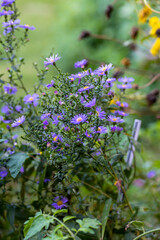 European michaelmas daisy Aster amellus 