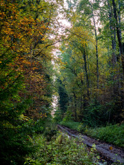 Fototapeta na wymiar Autumn landscape. Yellow leaves. Road in fallen leaves. Forest Road. Dirt.