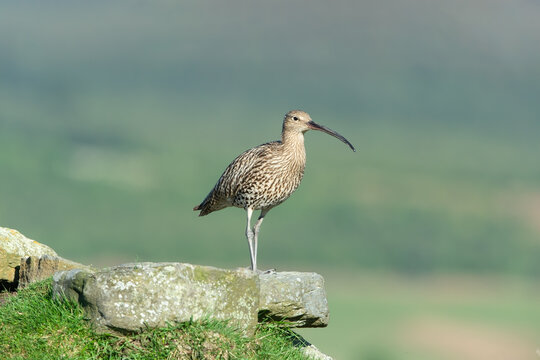 Adult curlew in Springtime, stood on a rocky outcrop on the North Yorkshire Moors, UK. Facing right.  Scientific name: Numenius Arquata.  Clean background.  Copy space.