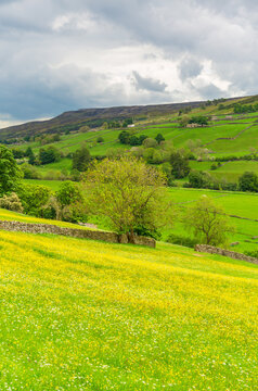 Portrait of Swaledale's wildflower meadows in early Summer with bright yellow buttercups, lush green fields and steep fellsides.  Swaledale, Yorkshire Dales, UK.  Horizontal.  Copy space.