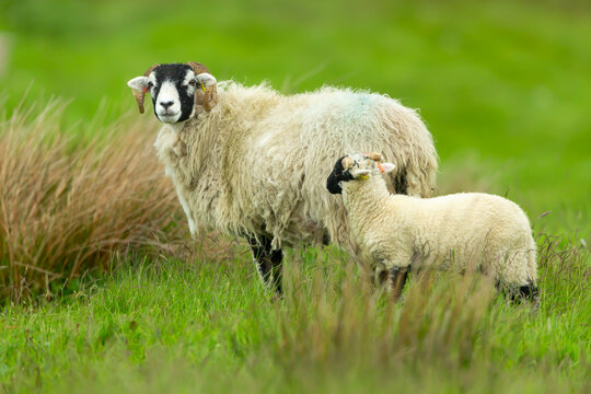 Swaledale ewe, a female sheep with one well grown lamb at foot.  Facing forward in lush green grass.  Clean background.  Copy space.  Horizontal.
