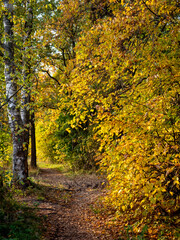 Autumn landscape. Yellow leaves. Road in fallen leaves. Forest Road.