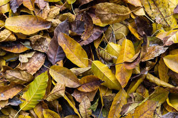 Close up of  brown leaves on the ground