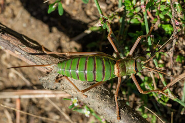 Large green ball-headed grasshopper, Bradyporidae