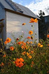 Obraz premium Beautiful countryside garden. Bright orange cosmos flowers on the background of small house.