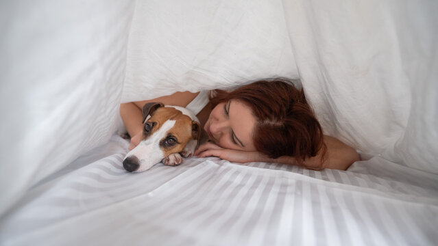 Dog Jack Russell Terrier Lies With The Owner Under A Blanket.