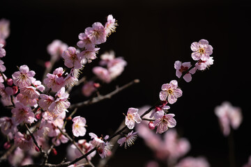 凛と咲いた臥龍梅_03 / 山口県岩国市横山洞泉寺