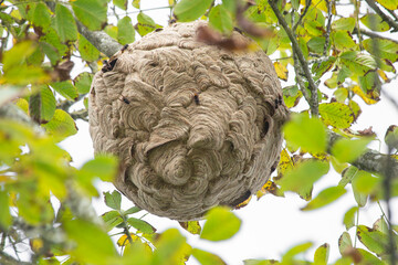 A large wasp nest (Vespa Velutina) hangs on a tree branch. danger to honey bees.