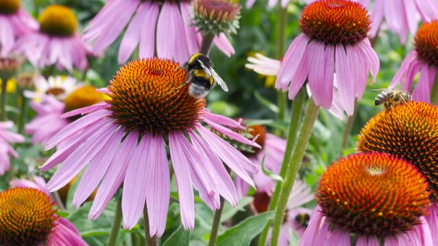 Roter Sonnenhut, Echinacea, purpurea
