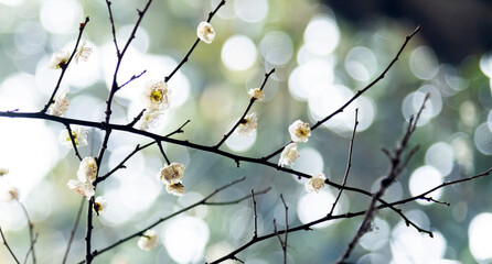 White wintersweet blossom on the tree