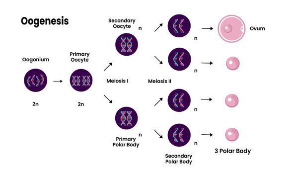 Structure of Oogenesis diagram. Process of cell division. Female reproductive system and oogenesis. vector illustration.