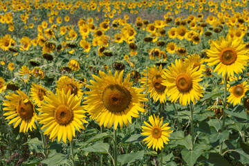 Obraz premium Field of sunflowers (Helianthus annuus) of varying degrees of maturity. Selective focus