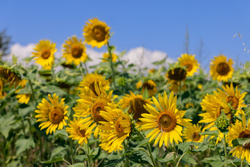 Bright yellow sunflowers (Helianthus annuus) under a sunny blue sky