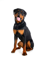 puppy rottweiler in studio