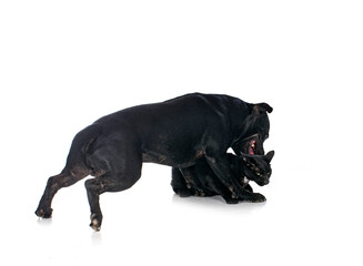 staffordshire bull terrier and cat