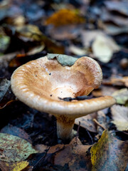 Beautiful mushroom in the forest. Autumn landscape. Autumn forest.