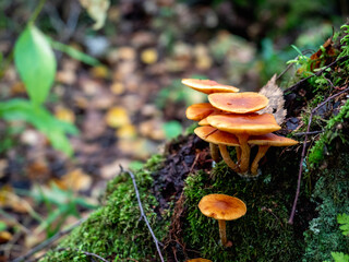 A colony of mushrooms on a stump or tree.