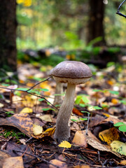 Beautiful mushroom in the forest. Autumn landscape. Autumn forest.