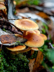 A colony of mushrooms on a stump or tree.