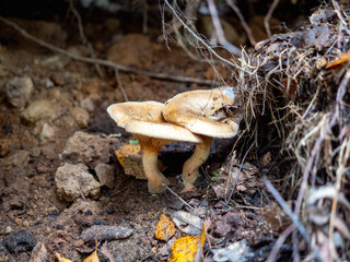 Beautiful mushroom in the forest. Autumn landscape. Autumn forest.