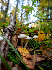 A colony of mushrooms on a stump or tree.