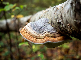 Tree fungus on a fallen tree.