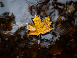 Beautiful yellow fallen leaf in the pond water. Autumn landscape.