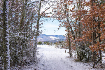 snowy mountain forest with blue sky
