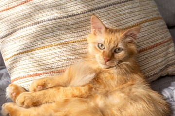 A cute red kitten lies on a pillow.