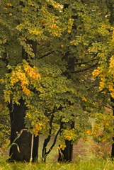 Colorful autumn trees with yellow leaves.
