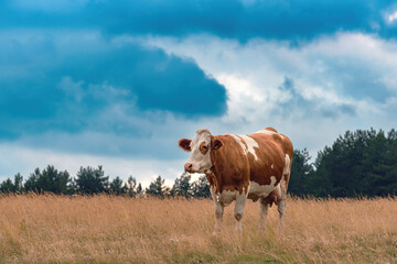 Free range dairy farm cow on Zlatibor pasture land grazing on grass in overcast summer sunset