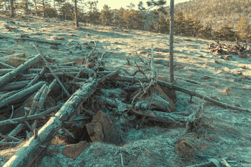 Environmental damage, dead trees at Divcibare hills in winter sunrise