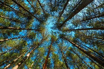 Low angle view of tall pine tree woodland in summer with blue sky above the evergreen treetops