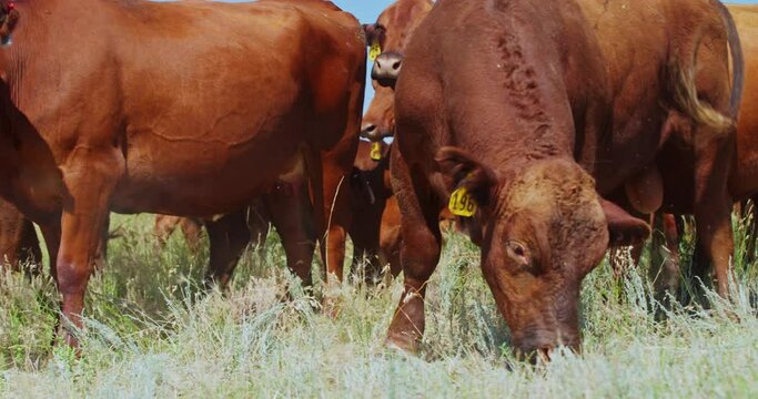 Herd Of Beefmaster Cattle Grazing And Standing On The Grass Near Grassy Butte In North Dakota. close up