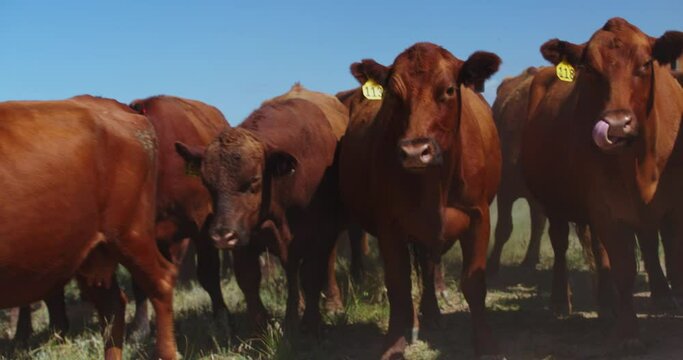 Herd Of Beef Cattle With Ear Tags Grazing In A Giant Grassy Field with Clear Blue Skies - close up