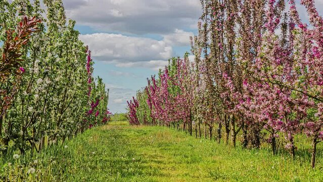 Cloudscape over a row of apple trees in an orchard with spring blossoms - time lapse