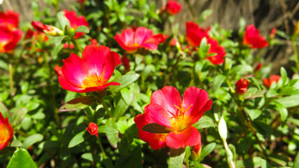 Fototapeta premium Blooming portulaca flower in full sun morning