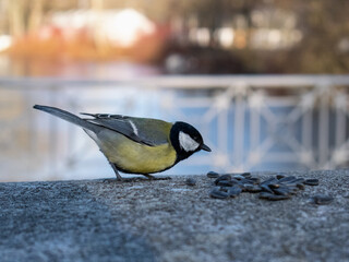 The titmouse pecks at the seeds.