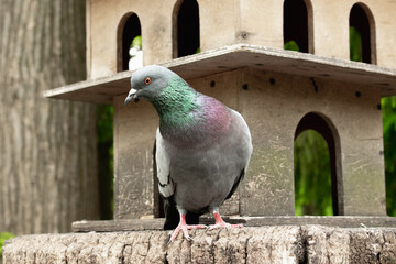 Close-up portrait of a pigeon. Forest, feeder.