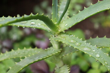 Aloe vera plant with dew drops natural remedy