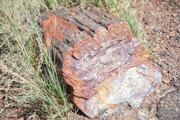 Petrified forest e painted desert in california