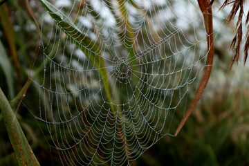  Autumn sketches: a delicate cobweb with dew drops flutters among dry grass, close-up