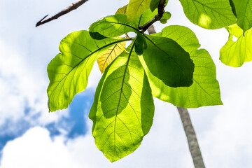 A sprig of a teak tree branch whose leaves are oval and green