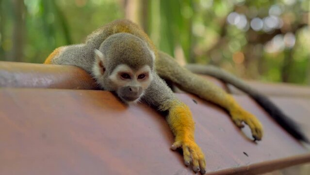Close up on Tired Squirrel Monkey. Laying on handrail