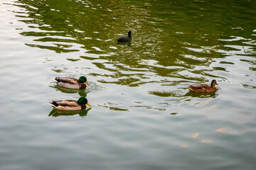 Un grupo de Patos nadando en un lago situado en Benalmádena, Málaga.