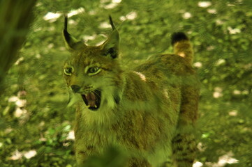 Lince