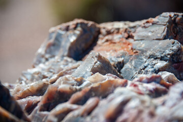 Petrified forest e painted desert in california