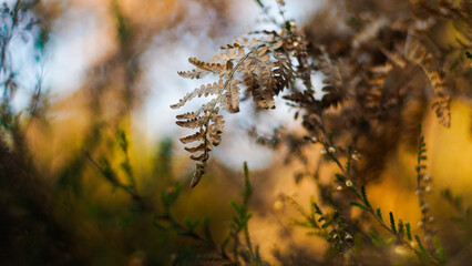 Macro de fougères et de bruyères sauvages, dans la forêt des Landes de Gascogne, en période hivernale