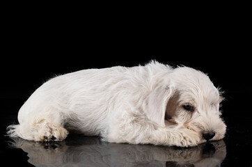puppy miniature schnauzer in studio